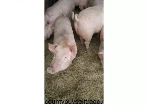 pigs for sale